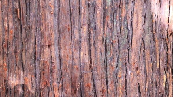 檜の木の樹皮