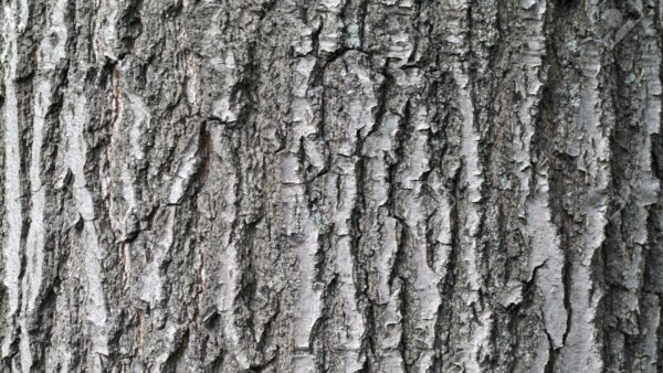 樫の木の樹皮
