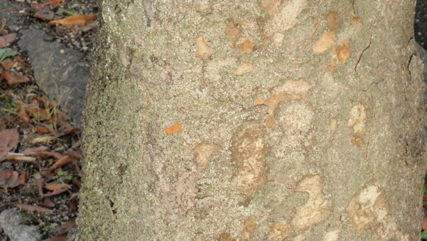 欅の木の樹皮