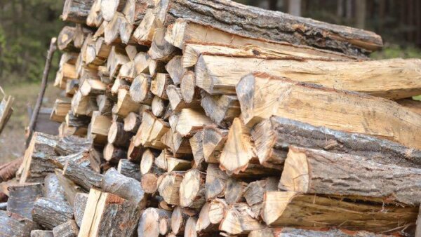 薪を知れば焚火がもっと楽しくなる！薪の種類と広葉樹、針葉樹の特徴まとめ