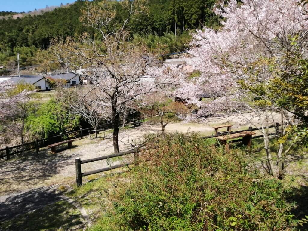 キャンプ場の桜