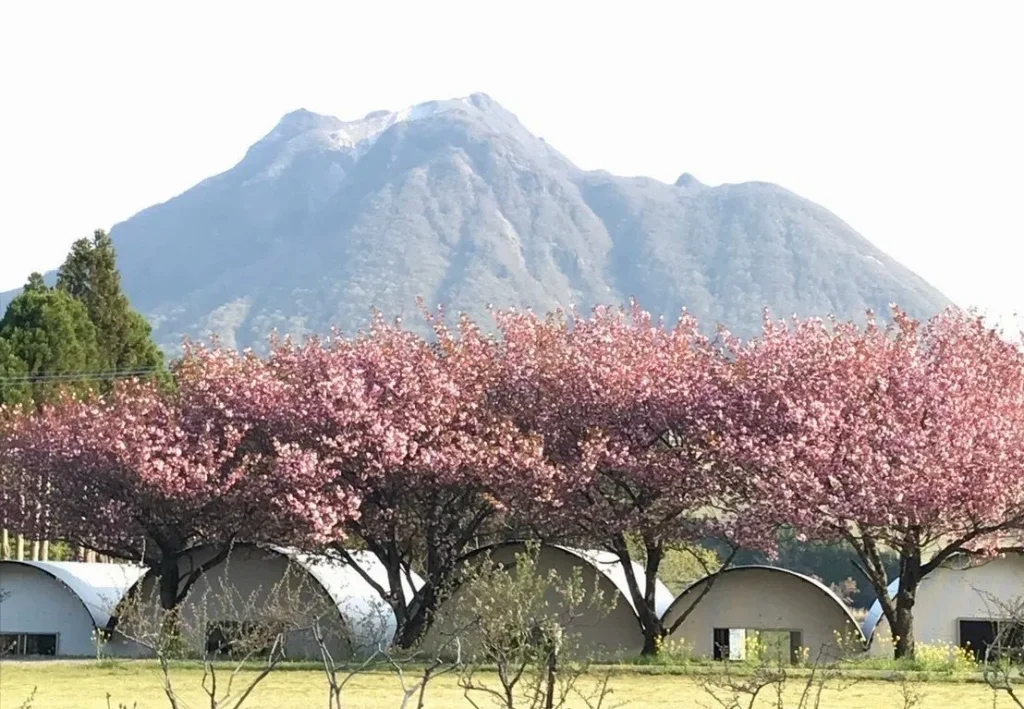 熊谷牧場・雛戸ブルーベリー・キャンプガーデン 桜と由布岳
