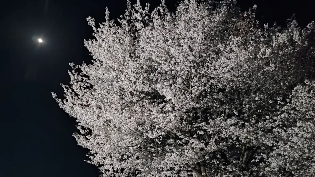 熊谷牧場・雛戸ブルーベリー・キャンプガーデン 桜のライトアップ