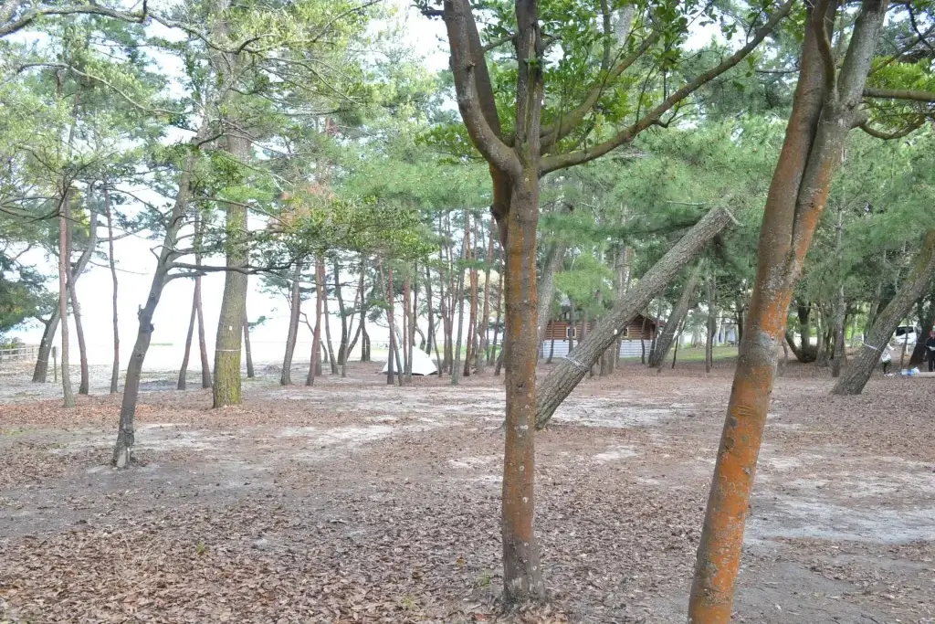 糸ヶ浜海浜公園 キャンプ場 テントサイトの木々の下