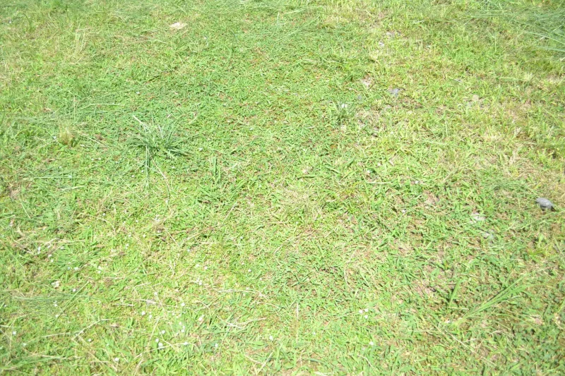 BEAVER SOLO CAMPSITE（ビーバーソロキャンプサイト）芝生サイトに植えられているクリピア