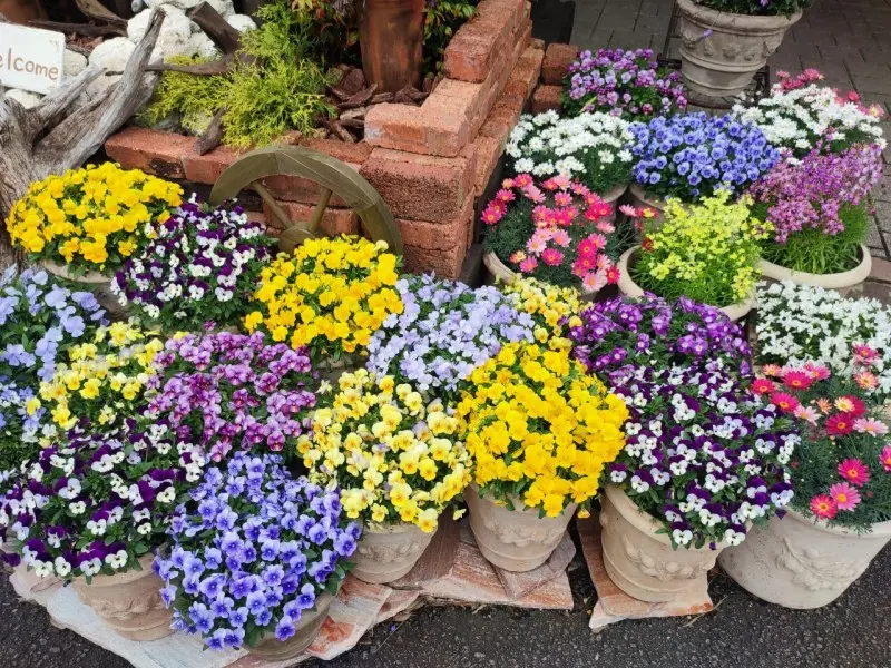 くじゅう花公園キャンプ場　季節の花