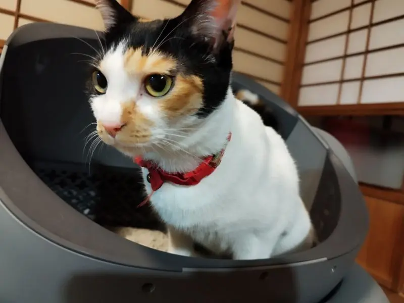 Neakasa（ネアカサ）　オープン型全自動猫トイレ Neakasa M1　三毛猫のトイレシーン